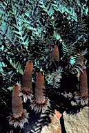 Banksia baxteri - click for larger image