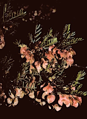 APII jpeg image of Dodonaea sinuolata subsp. sinuolata  © contact APII