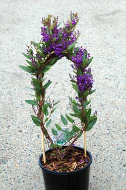 APII jpeg image of Hardenbergia violacea 'Purple Spray'  © contact APII