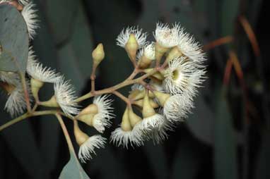 APII jpeg image of Eucalyptus fusiformis  © contact APII