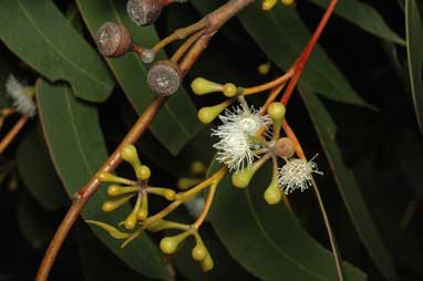 APII jpeg image of Eucalyptus haemastoma  © contact APII