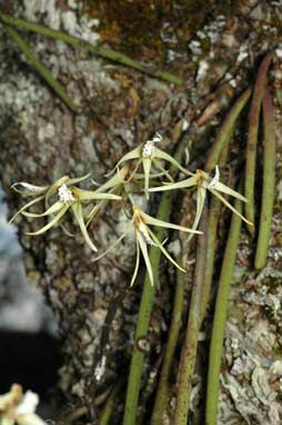 APII jpeg image of Dendrobium teretifolium  © contact APII