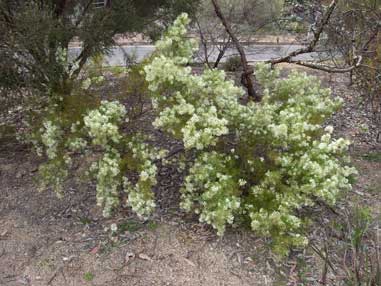 APII jpeg image of Grevillea anethifolia  © contact APII