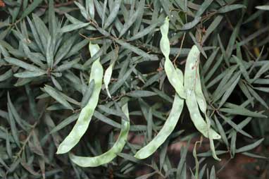 APII jpeg image of Acacia clunies-rossiae  © contact APII