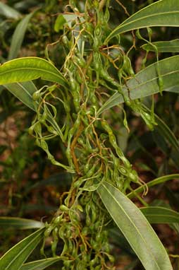 APII jpeg image of Acacia macradenia  © contact APII
