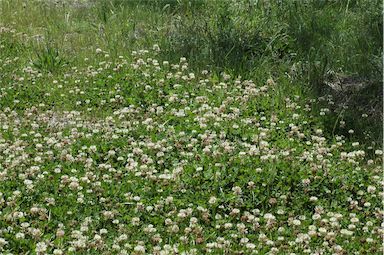 APII jpeg image of Trifolium repens  © contact APII