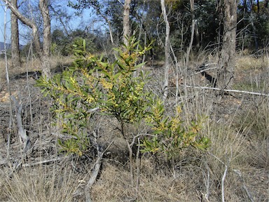 APII jpeg image of Acacia longifolia subsp. longifolia  © contact APII
