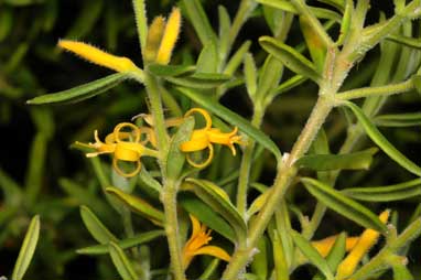 APII jpeg image of Persoonia mollis subsp. ledifolia  © contact APII
