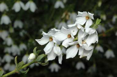 APII jpeg image of Tetratheca thymifolia (white form)  © contact APII