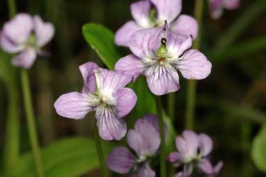 APII jpeg image of Viola betonicifolia subsp. betonicifolia  © contact APII