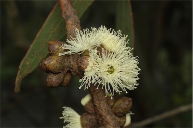 APII jpeg image of Eucalyptus valens  © contact APII