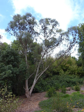 APII jpeg image of Eucalyptus olsenii  © contact APII