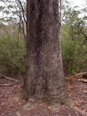 APII jpeg image of Eucalyptus piperita  © contact APII