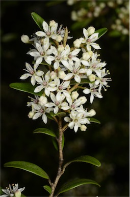 APII jpeg image of Nematolepis squamea subsp. retusa  © contact APII