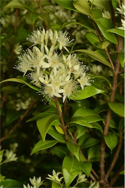 APII jpeg image of Backhousia myrtifolia  © contact APII