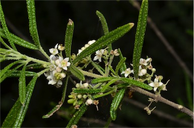 APII jpeg image of Zieria verrucosa  © contact APII