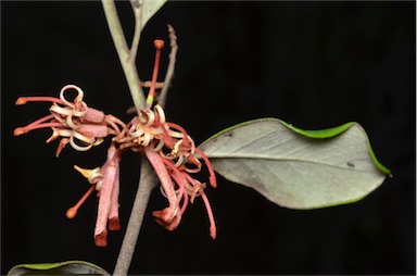 APII jpeg image of Grevillea oxyantha subsp. oxyantha  © contact APII