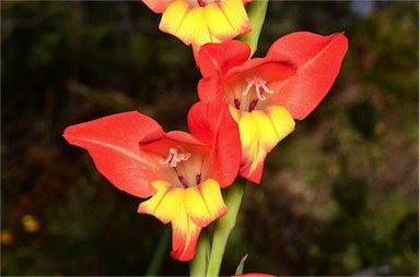 APII jpeg image of Gladiolus dalenii  © contact APII