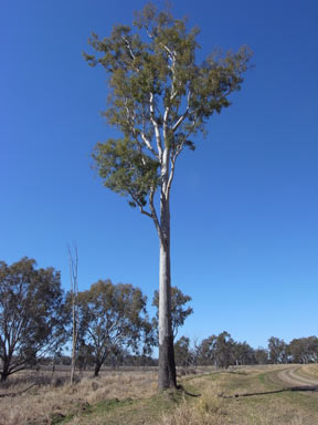 APII jpeg image of Eucalyptus tessellaris  © contact APII