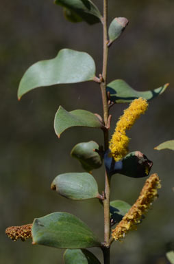 APII jpeg image of Acacia julifera subsp. curvinervia  © contact APII