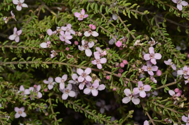 APII jpeg image of Zieria aspalathoides subsp. aspalathoides  © contact APII