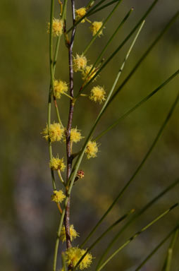 APII jpeg image of Acacia juncifolia  © contact APII