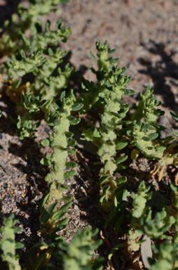 APII jpeg image of Dysphania glomulifera subsp. eremaea  © contact APII