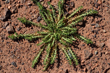 APII jpeg image of Dysphania glomulifera subsp. eremaea  © contact APII