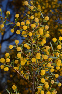APII jpeg image of Acacia maitlandii  © contact APII