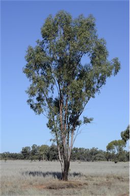 APII jpeg image of Eucalyptus ochrophloia  © contact APII