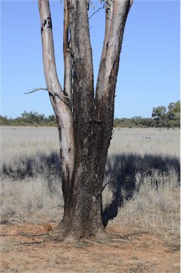 APII jpeg image of Eucalyptus ochrophloia  © contact APII
