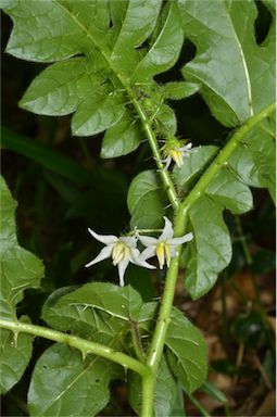 APII jpeg image of Solanum capsicoides  © contact APII