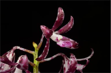 APII jpeg image of Dipodium variegatum  © contact APII
