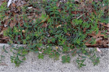 APII jpeg image of Euphorbia hyssopifolia  © contact APII