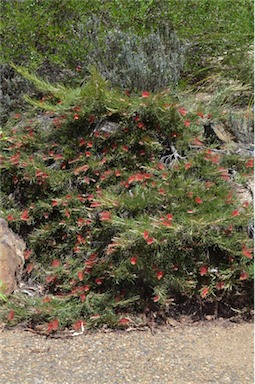 APII jpeg image of Grevillea concinna x rigida subsp. distans  © contact APII