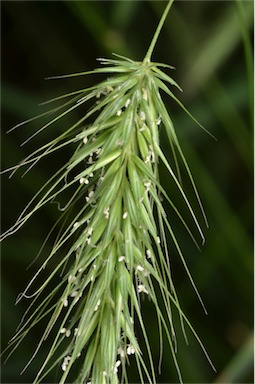 APII jpeg image of Echinopogon nutans  © contact APII