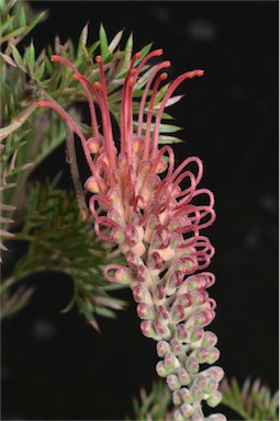 APII jpeg image of Grevillea 'Droopy Drawers'  © contact APII