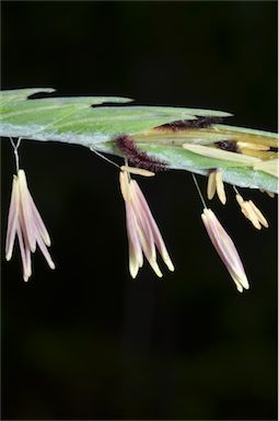 APII jpeg image of Heteropogon triticeus  © contact APII