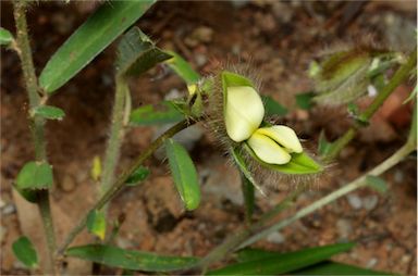 APII jpeg image of Crotalaria calycina  © contact APII