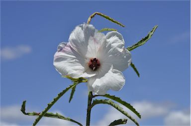 APII jpeg image of Hibiscus meraukensis  © contact APII