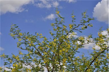APII jpeg image of Vachellia nilotica subsp. indica  © contact APII