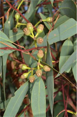 APII jpeg image of Eucalyptus ammophila  © contact APII