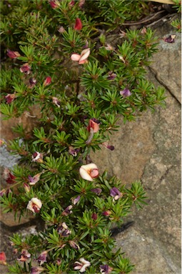 APII jpeg image of Pultenaea pedunculata 'Pyalong Pink'  © contact APII