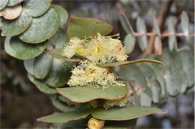 APII jpeg image of Eucalyptus pulverulenta  © contact APII