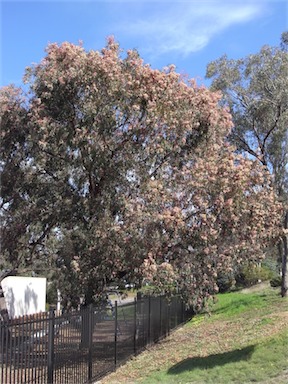 APII jpeg image of Eucalyptus sideroxylon (pink form)  © contact APII