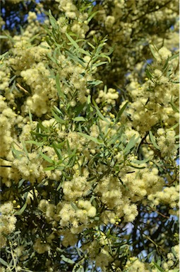APII jpeg image of Acacia victoriae  © contact APII
