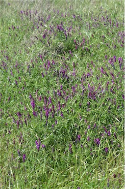 APII jpeg image of Vicia villosa subsp. eriocarpa  © contact APII