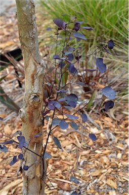 APII jpeg image of Eucalyptus cladocalyx 'Vintage Red'  © contact APII