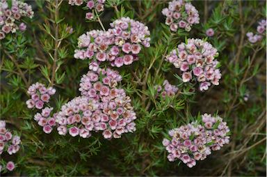 APII jpeg image of Chamelaucium uncinatum x Verticordia 'Paddy's Pink'  © contact APII