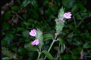 APII jpeg image of Rostellularia adscendens var. latifolia  © contact APII